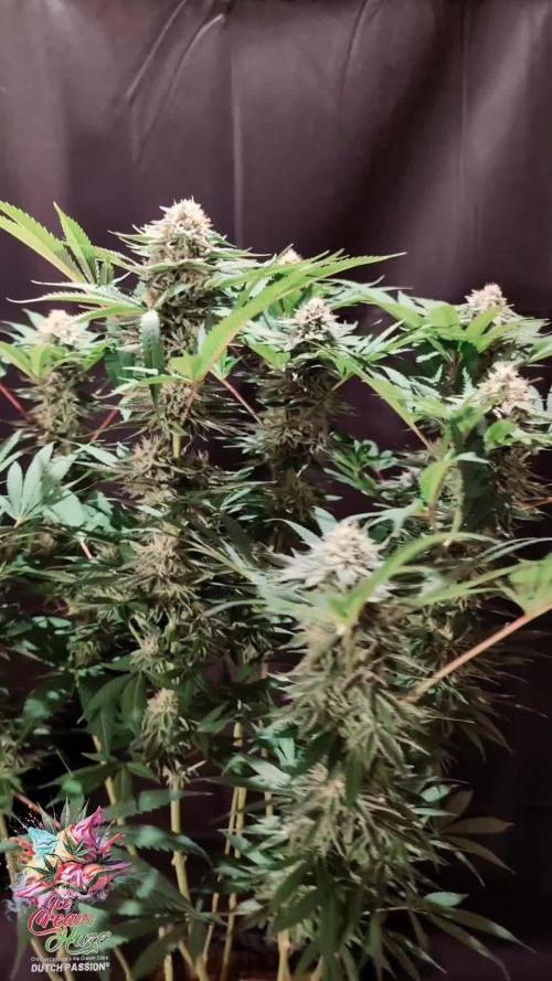 Ice Cream Haze - Dutch Passion Contest