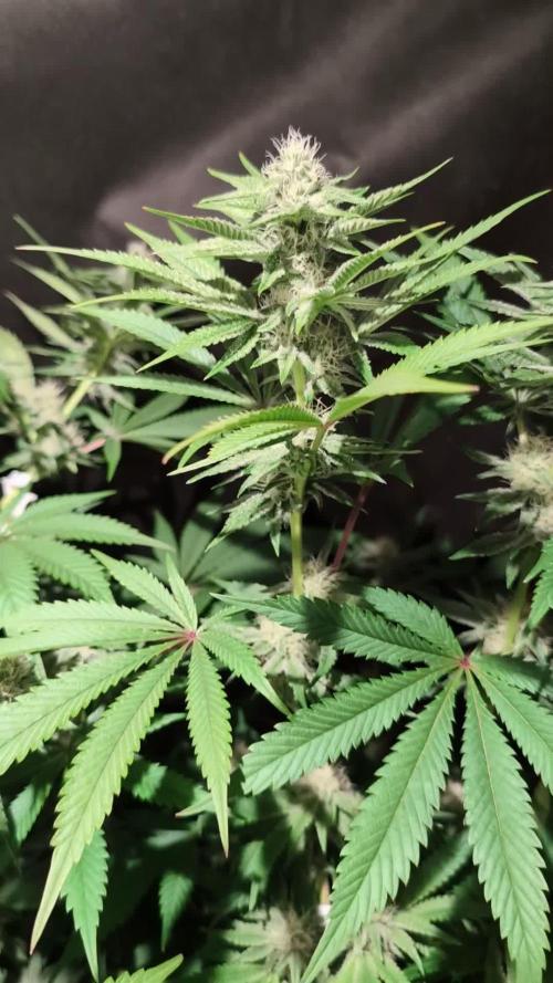 Pink Sunset #2 - Silent Seeds - Organic