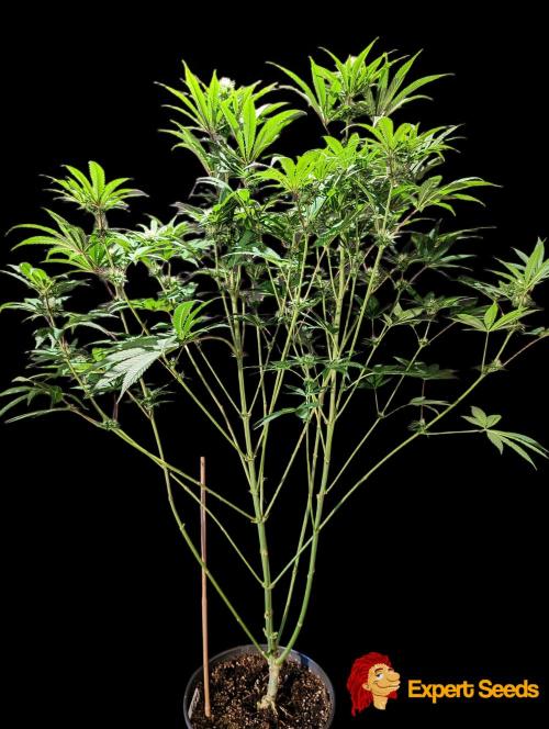 GG#4 Regular - Expert Seeds. Week 9