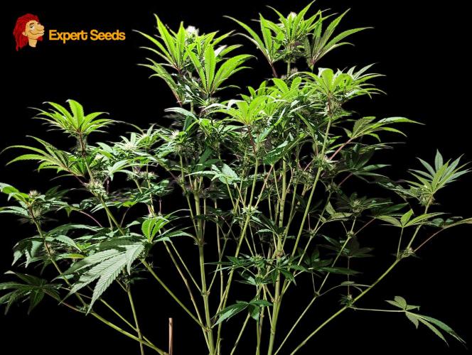 GG#4 Regular - Expert Seeds. Week 9