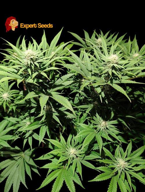 GG#4 Regular - Expert Seeds. Week 9