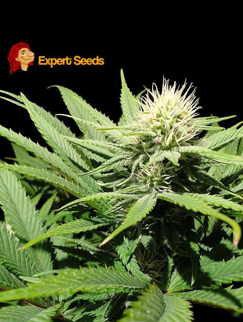 GG#4 Regular - Expert Seeds. Week 9