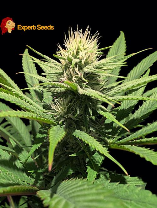 GG#4 Regular - Expert Seeds. Week 9