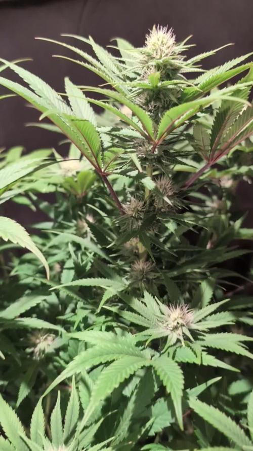 GG#4 Regular - Expert Seeds