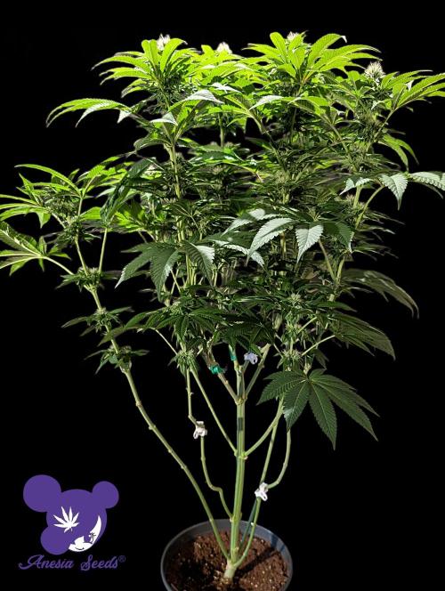 Sleepy Joe - Anesia Seeds - Organic Grow. Week 9