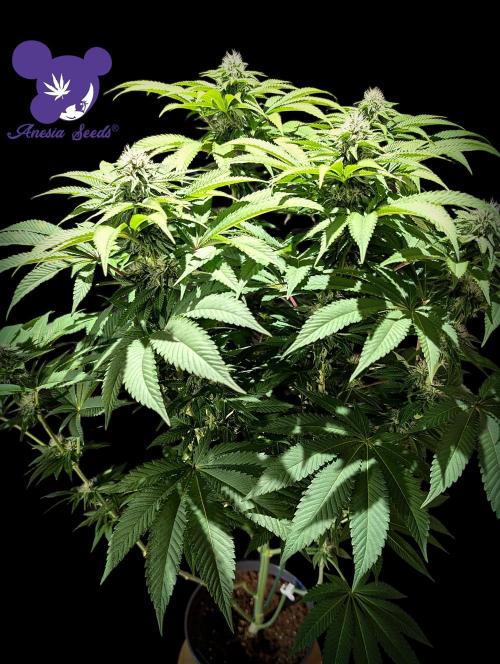 Sleepy Joe - Anesia Seeds - Organic Grow. Week 9