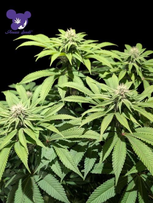 Sleepy Joe - Anesia Seeds - Organic Grow. Week 9
