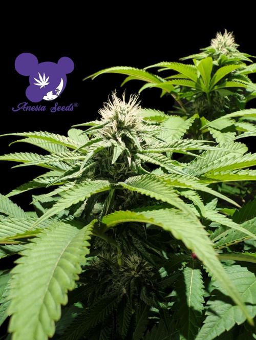 Sleepy Joe - Anesia Seeds - Organic Grow. Week 9