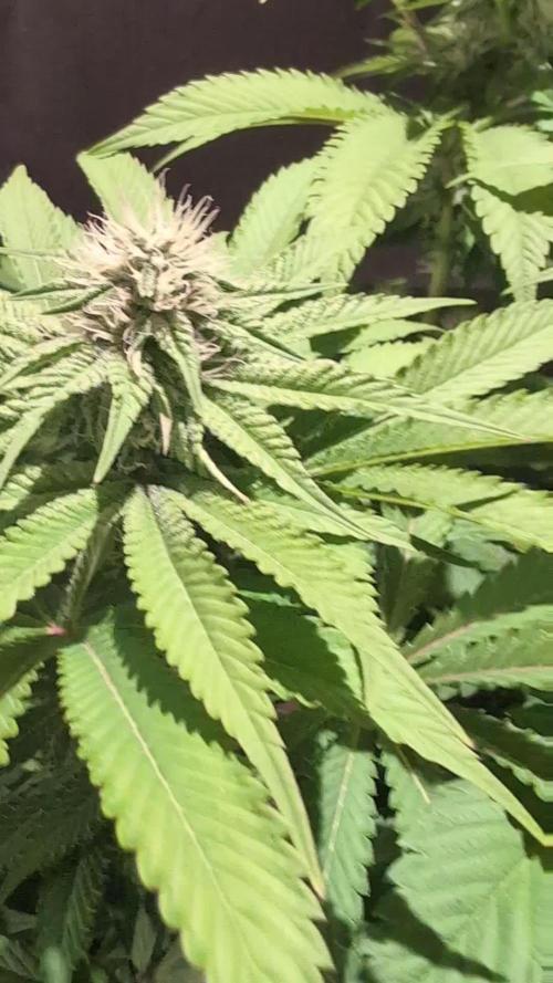 Sleepy Joe - Anesia Seeds - Organic Grow