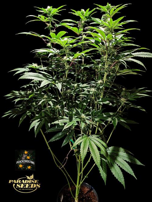 Peach Frosting - Paradise Seeds -Organic. Week 9