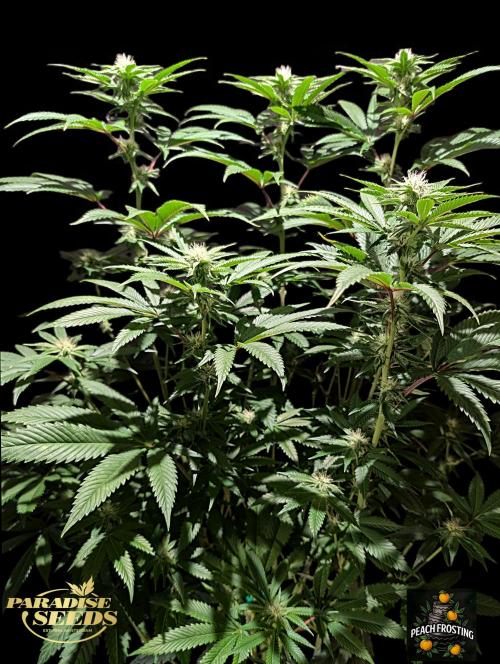 Peach Frosting - Paradise Seeds -Organic. Week 9