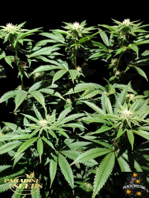 Peach Frosting - Paradise Seeds -Organic. Week 9