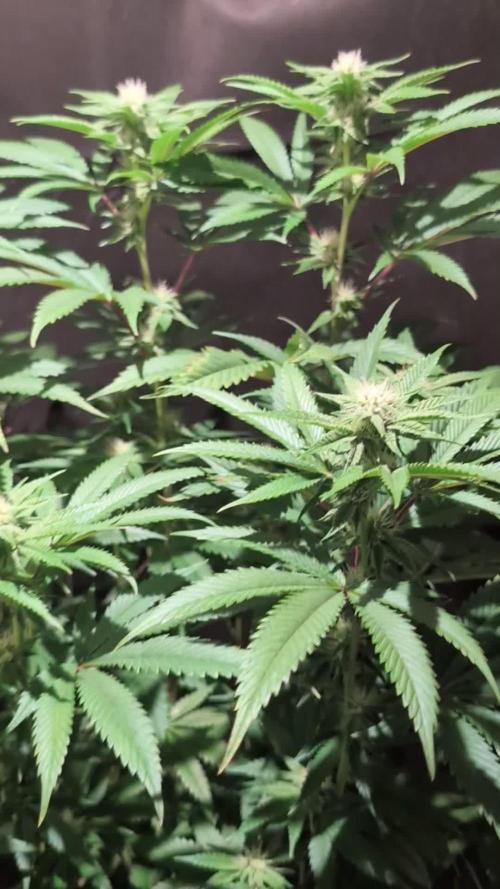 Peach Frosting - Paradise Seeds -Organic