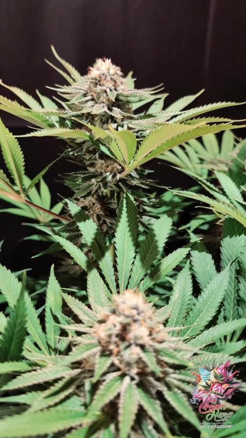 Ice Cream Haze - Dutch Passion Contest