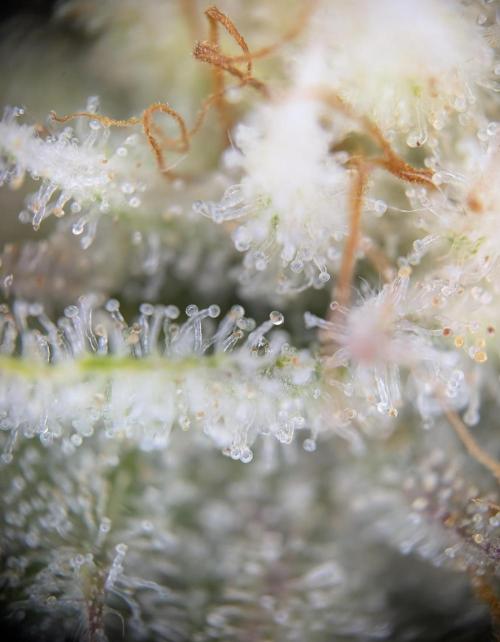 Ice Cream Haze - Dutch Passion Contest. Week 13