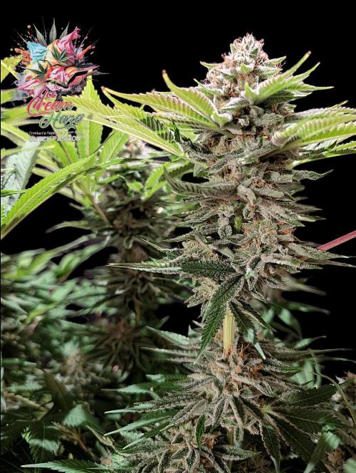 Ice Cream Haze - Dutch Passion Contest. Week 13