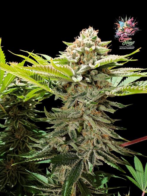 Ice Cream Haze - Dutch Passion Contest. Week 13