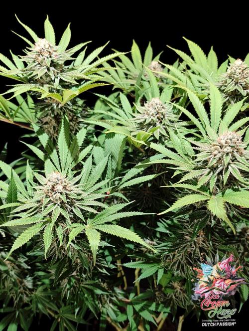 Ice Cream Haze - Dutch Passion Contest. Week 13
