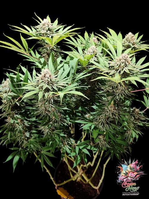 Ice Cream Haze - Dutch Passion Contest. Week 13