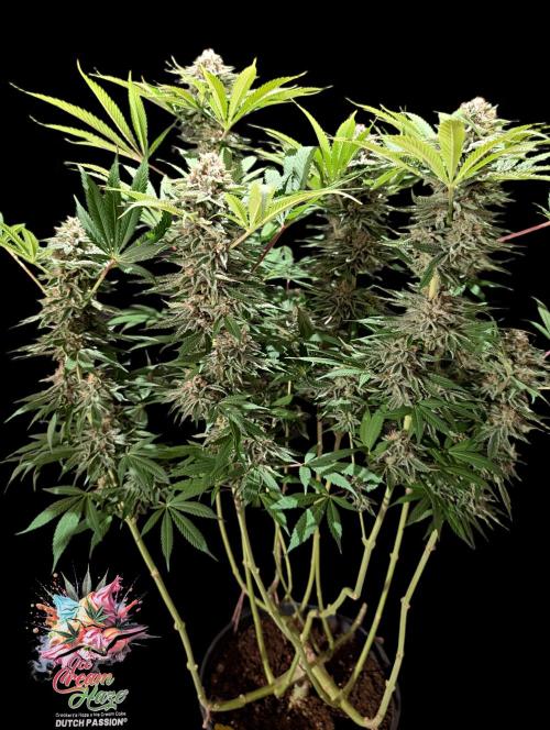 Ice Cream Haze - Dutch Passion Contest. Week 13