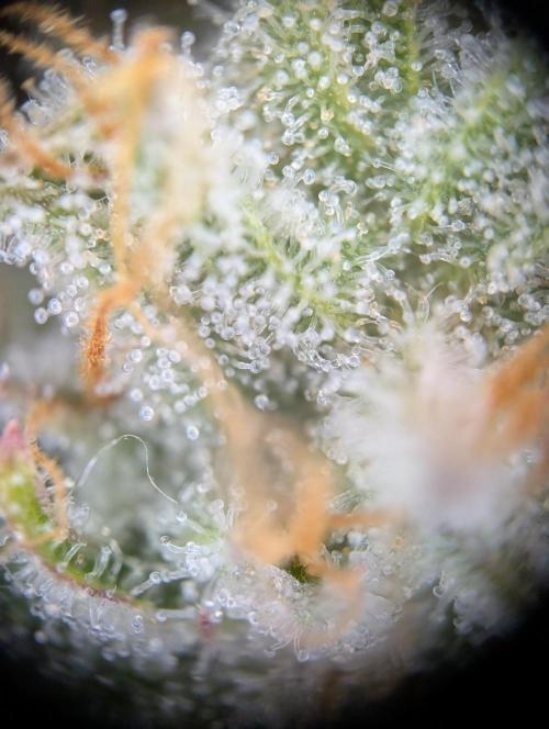 Ice Cream Haze - Dutch Passion Contest. Week 13