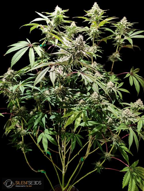 Pink Sunset #2 - Silent Seeds - Organic. Week 10