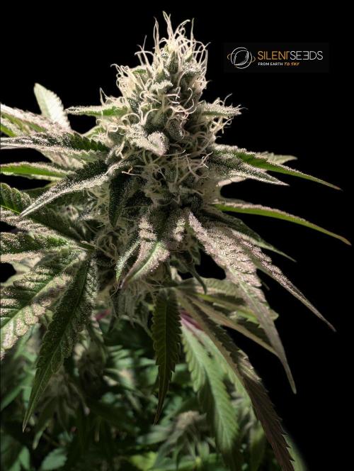 Pink Sunset #2 - Silent Seeds - Organic. Week 10