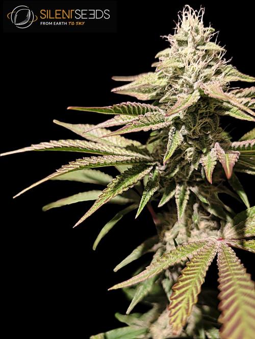 Pink Sunset #2 - Silent Seeds - Organic. Week 10