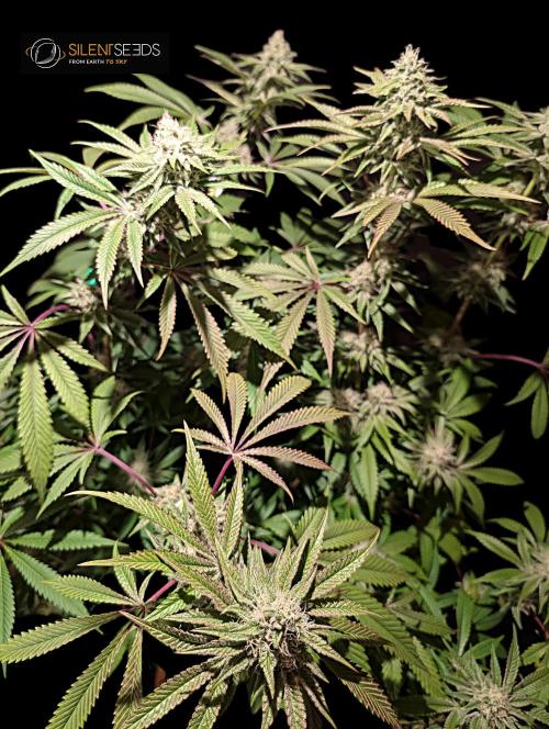 Pink Sunset #2 - Silent Seeds - Organic. Week 10