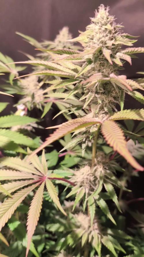 Pink Sunset #2 - Silent Seeds - Organic