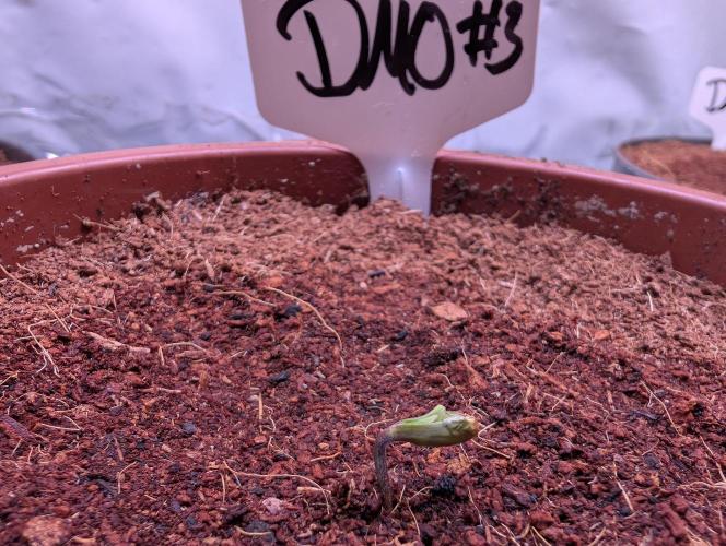 DMO Grapefruit #2 - Good Times Genetics. Week 0