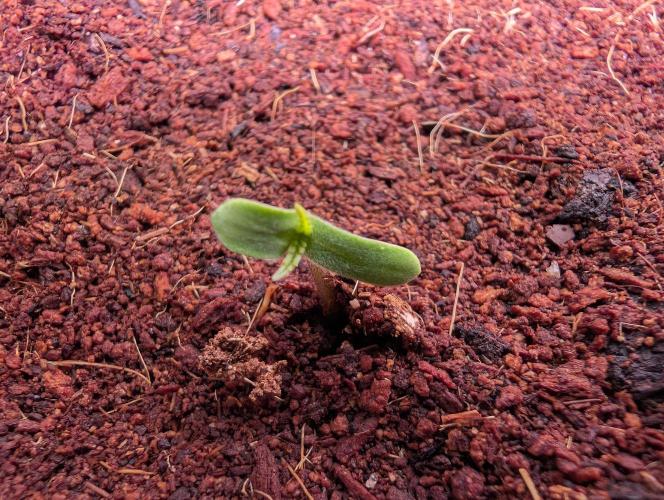 DMO Grapefruit #2 - Good Times Genetics. Week 0