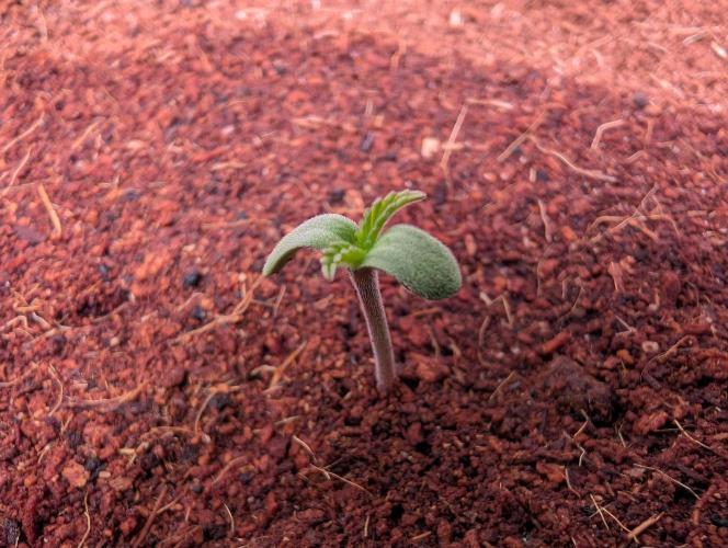 DMO Grapefruit #2 - Good Times Genetics. Week 0