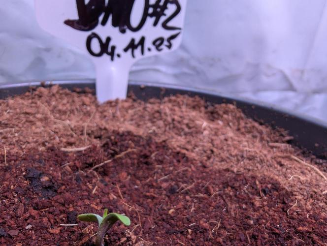 DMO Grapefruit #2 - Good Times Genetics. Week 0