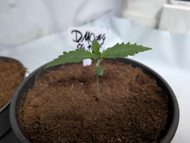 DMO Grapefruit #2 - Good Times Genetics. Week 1