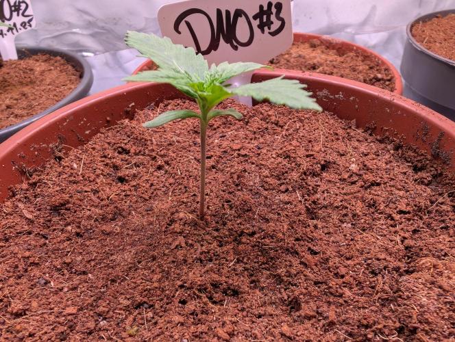 DMO Grapefruit #2 - Good Times Genetics. Week 1