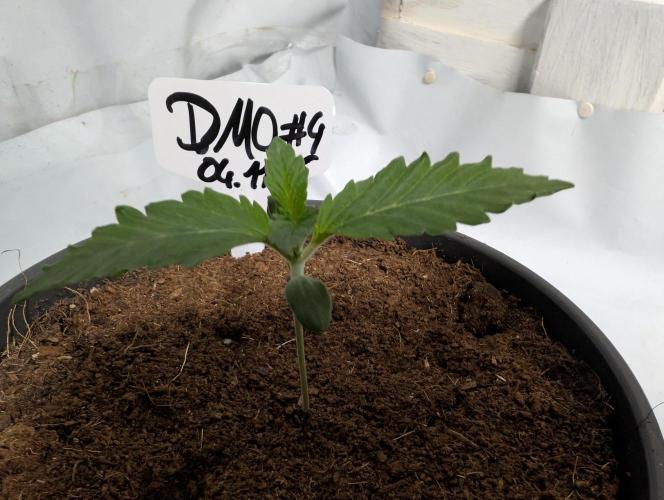 DMO Grapefruit #2 - Good Times Genetics. Week 1