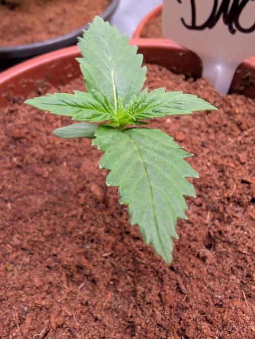 DMO Grapefruit #2 - Good Times Genetics. Week 1