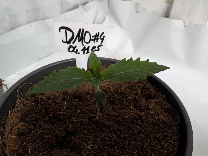 DMO Grapefruit #2 - Good Times Genetics. Week 1