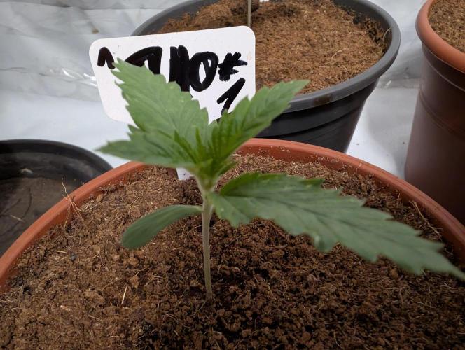 DMO Grapefruit #1 - Good Times Genetics. Week 1