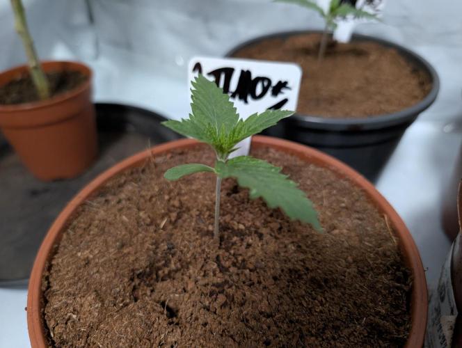 DMO Grapefruit #1 - Good Times Genetics. Week 1