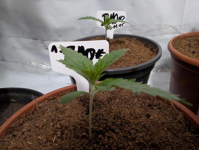 DMO Grapefruit #1 - Good Times Genetics. Week 1