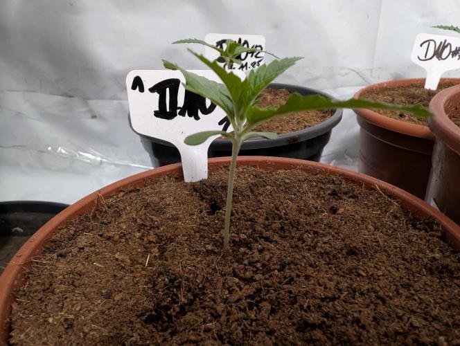 DMO Grapefruit #1 - Good Times Genetics. Week 1