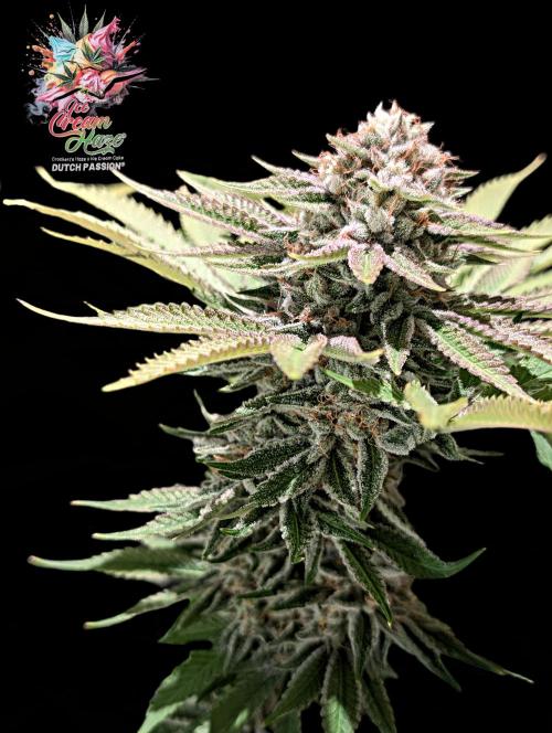 Ice Cream Haze - Dutch Passion Contest. Week 14