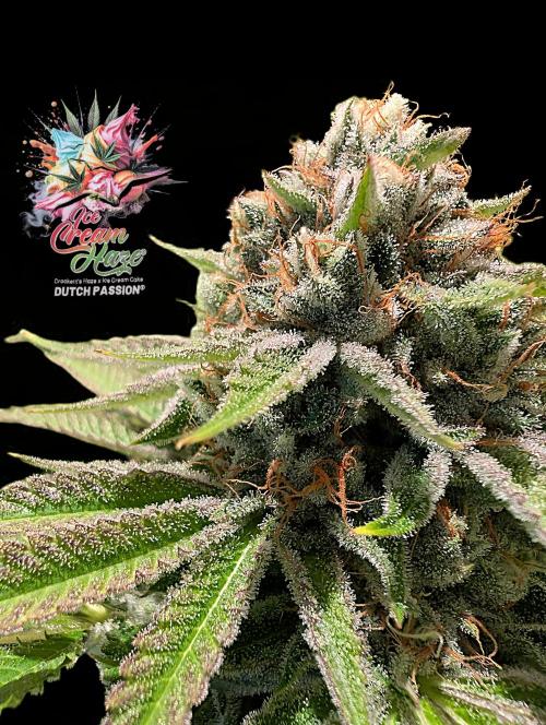 Ice Cream Haze - Dutch Passion Contest. Week 14