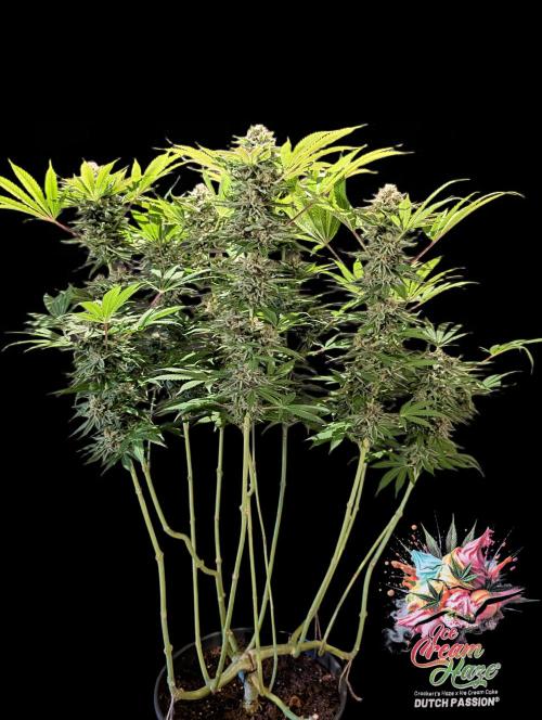 Ice Cream Haze - Dutch Passion Contest. Week 14