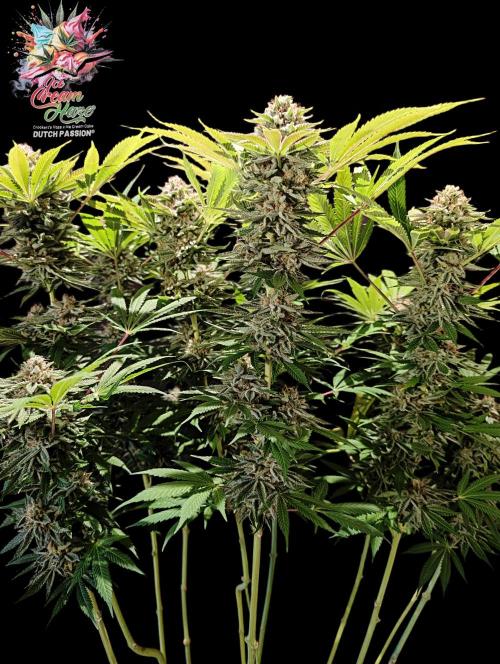 Ice Cream Haze - Dutch Passion Contest. Week 14