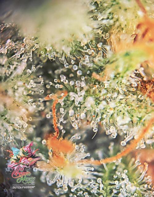 Ice Cream Haze - Dutch Passion Contest. Week 14