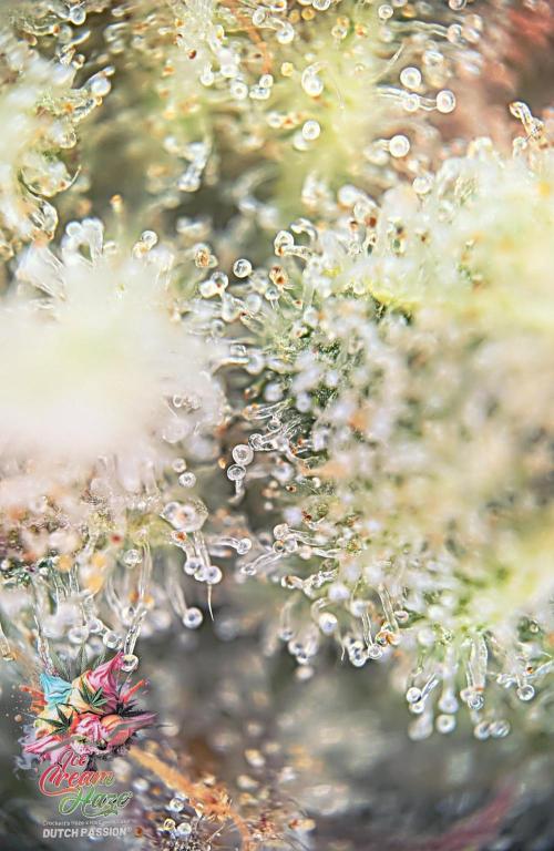 Ice Cream Haze - Dutch Passion Contest. Week 14