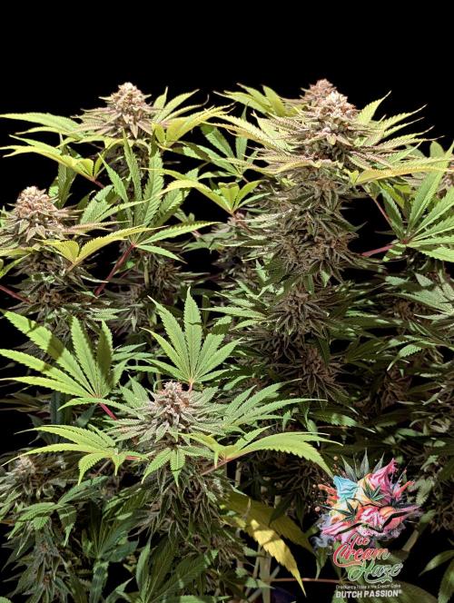 Ice Cream Haze - Dutch Passion Contest. Week 14